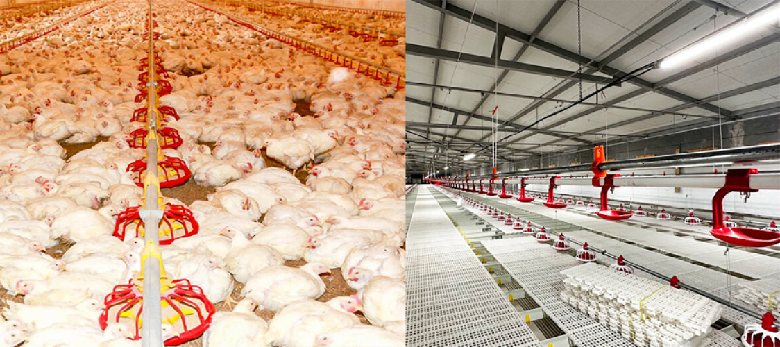 Feature on TechFloor Broiler System