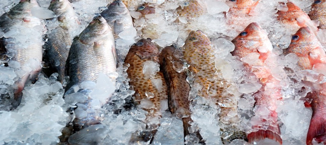 Who will get the Tk 2,000 crore fund for frozen food exports?